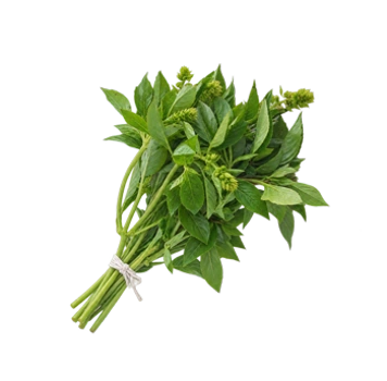 Hierbas aromáticas Caxi