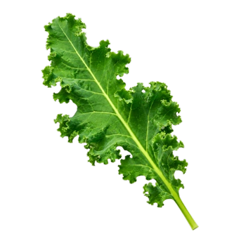 Kale Caxi